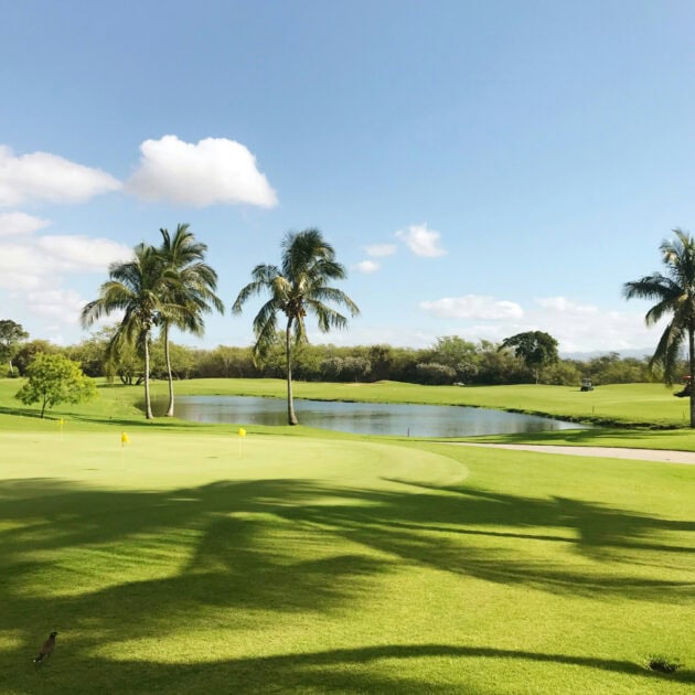 Golf course with palms